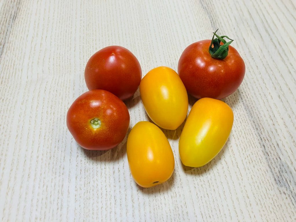 家庭菜園で収穫したイエローアイコとフルティカ