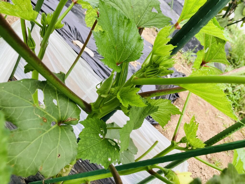 開花後に付き始めたオクラの実