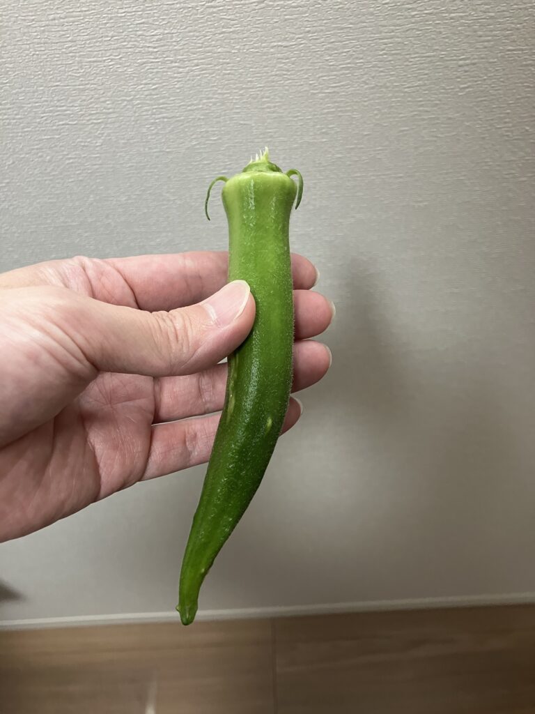 初収穫した丸莢オクラエメラルド