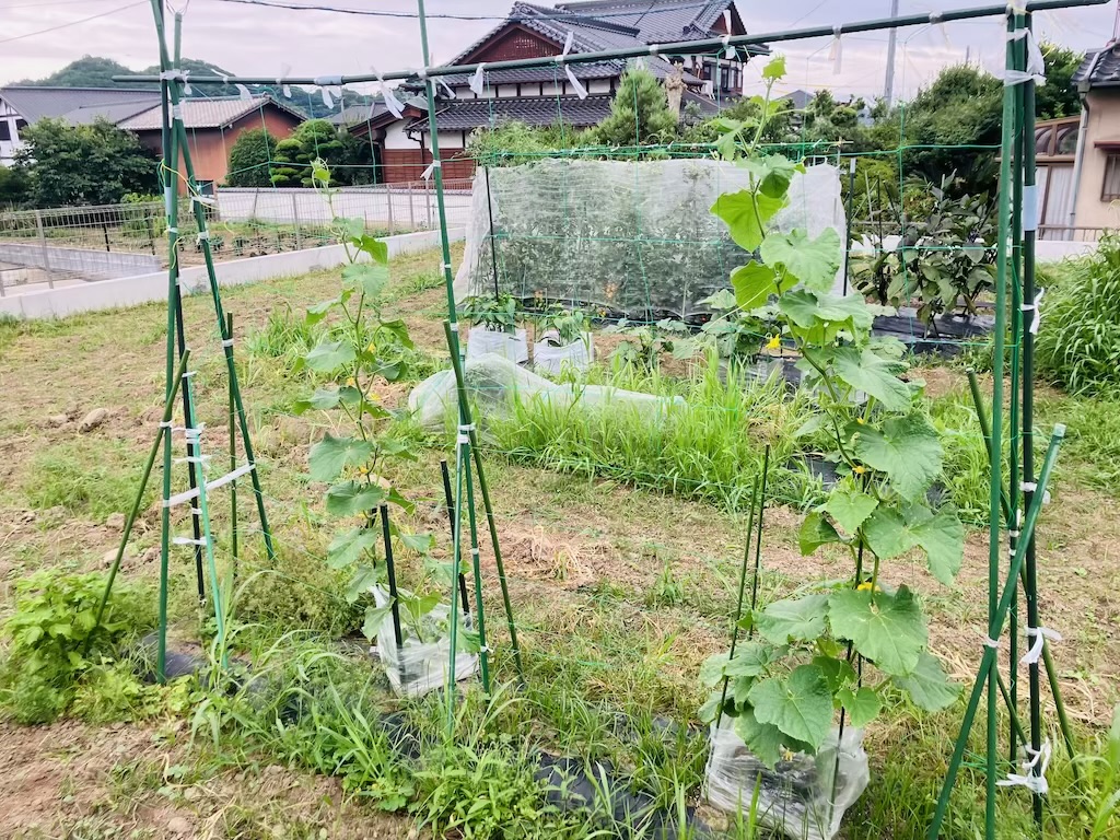キュウリ2株を育てている家庭菜園