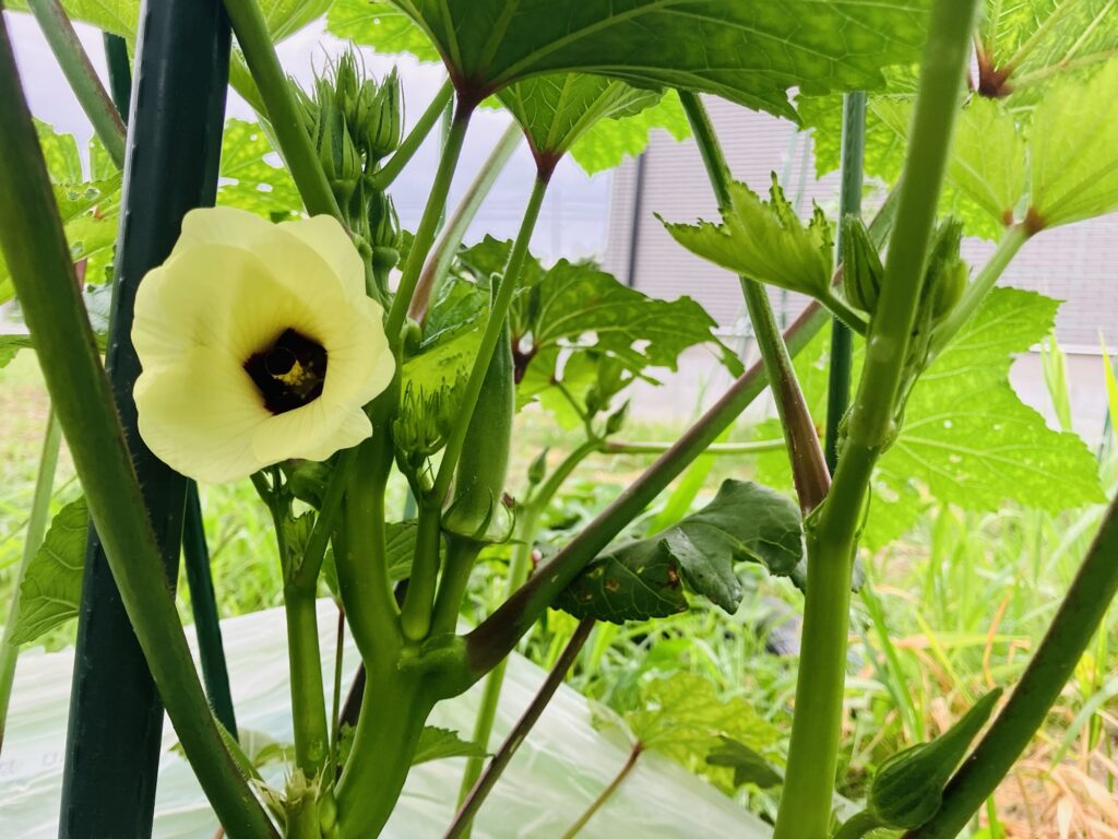 開花した丸莢オクラエメラルドの花