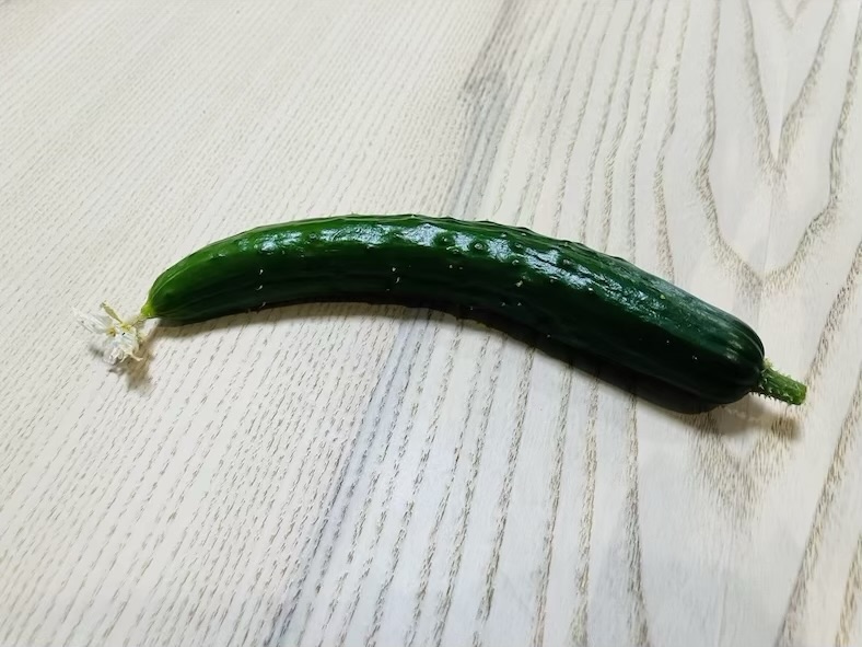 植え付け31日で収穫したキュウリ