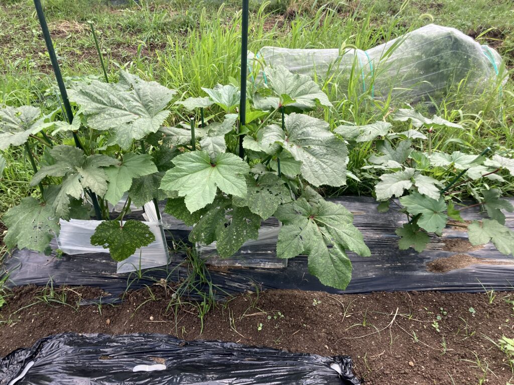 定植後に行灯を設置したオクラの苗